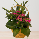 Basket Dish Garden